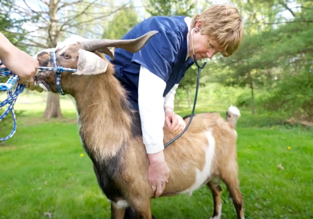 Examining a goat